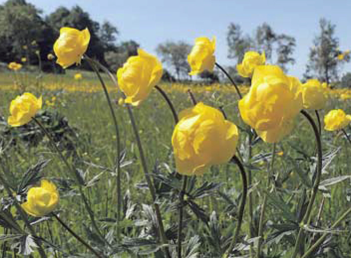Trollblume im Erzgebirge