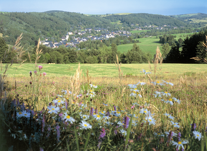 Wildblumenwiese