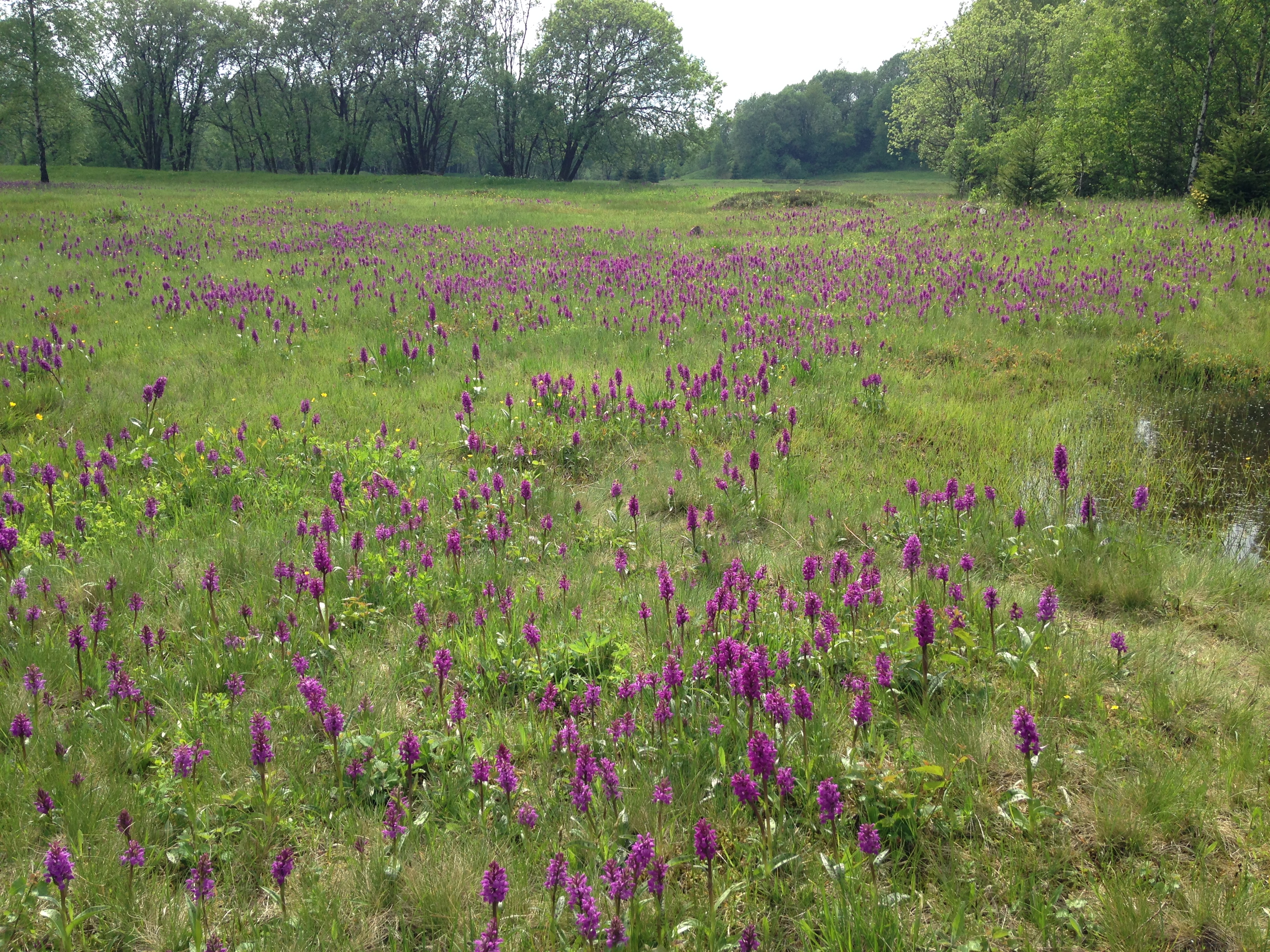 Orchideenwiesen Galgenteiche Altenberg