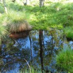 Moorschlenke in der Fürstenauer Heide