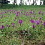 Orchideen im Erzgebirge - Foto: TiB