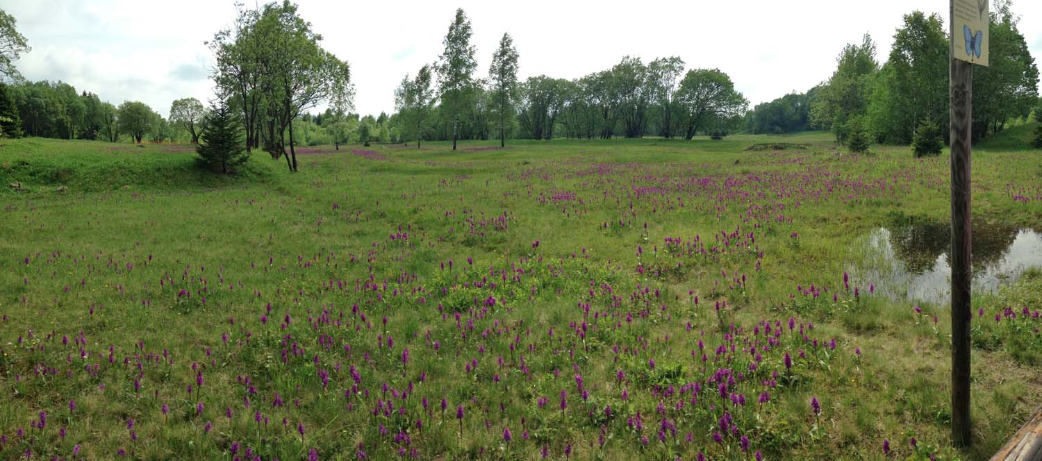 Die Orchideenwiesen in voller Blüte