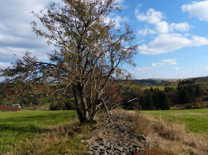 Steinrücken im Müglitzgrund